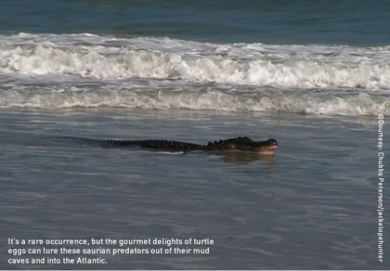Un crocodile dans les vagues d’un spot de surf en Floride .