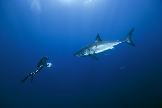 Le Grand Requin blanc face à un plongeur dans le film Oceans de Jacques Perrin - Pascal Kobeh