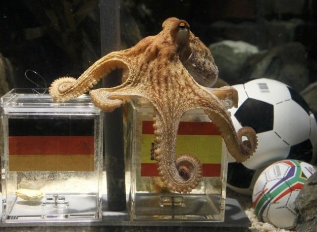 Paul le Poulpe - pronoctic Espagne-Allemagne - Aquarium Sealife Oberhausen
