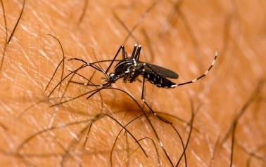 Dengue aux Antilles : Roselyne Bachelot annonce des mesures