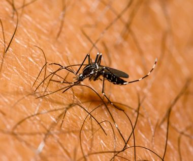 Le moustique tigre vecteur de la Dengue - premier cas de dengue en France métropolitaine.
