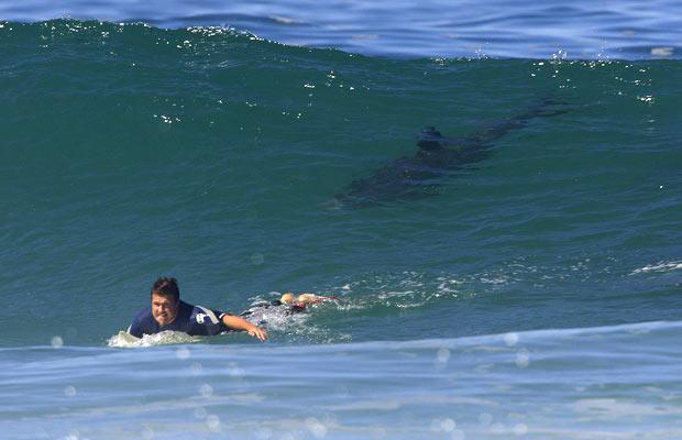 Retourner surfer après les attaques de requins à la Réunion, ou pas ?