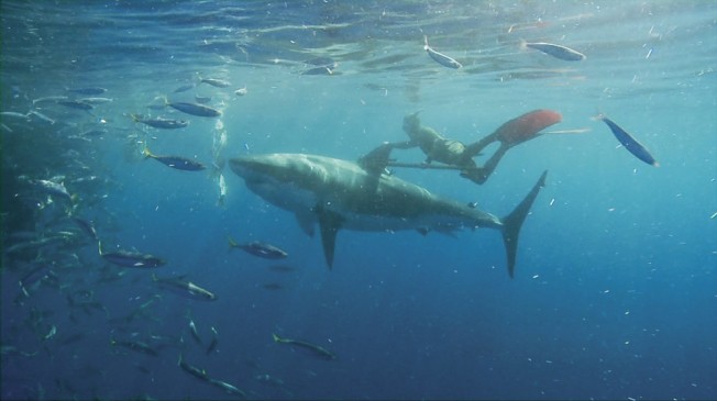 Mark Healey le surfeur qui nage avec le grand requin blanc