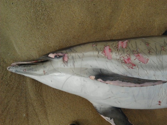 Dauphins morts dans les Landes : victimes « accidentelles » de la pêche au filet pélagique