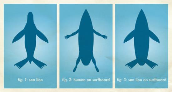 Comment le requin prend (parfois) le surfeur pour un lion de mer…