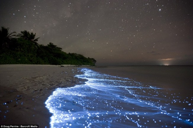 Bioluminescence : quand les vagues produisent une belle lumière bleue