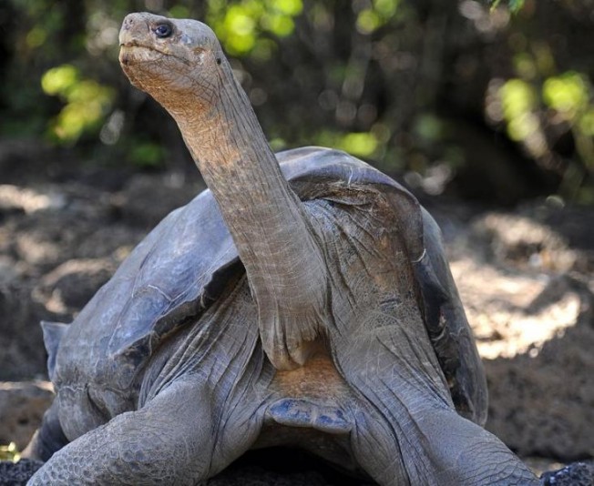 Mort de « Georges le Solitaire », la dernière tortue géante des îles Galápagos de son espèce
