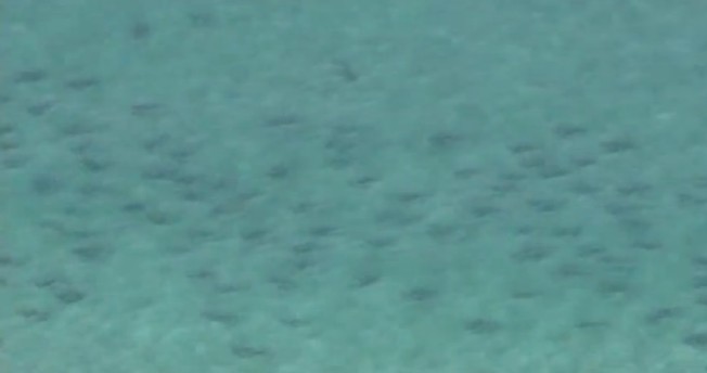 Des milliers de Requins en Floride – Vidéo