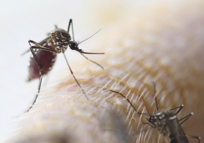 Guadeloupe: Épidémie de Dengue en cours