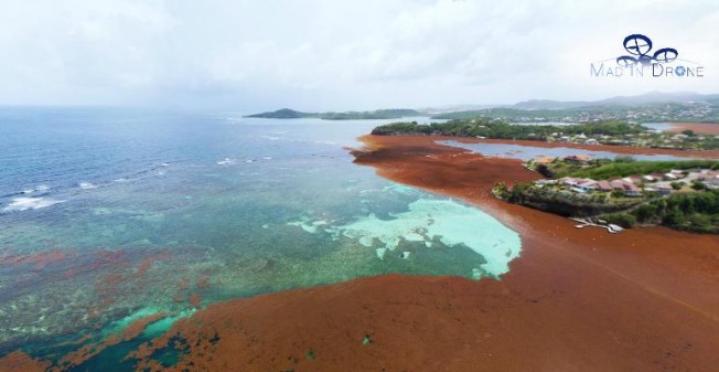 Algues Sargasses en Martinique : un surfeur témoigne