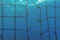 Qui a Saboté les Filets Anti-Requins à La Réunion ?